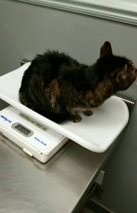 Southpointe Veterinary Hospital 7