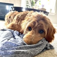 Northville Animal Hospital ico