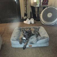 Banfield Pet Hospital ico