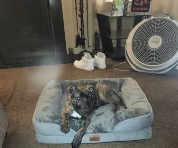Banfield Pet Hospital