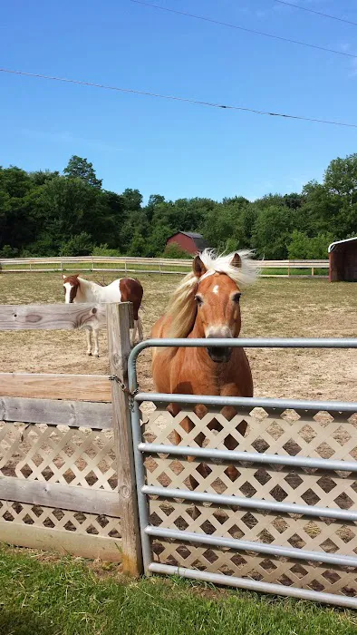 Salem Veterinary Services 7