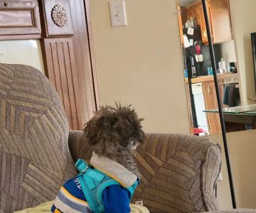 Salem Veterinary Services