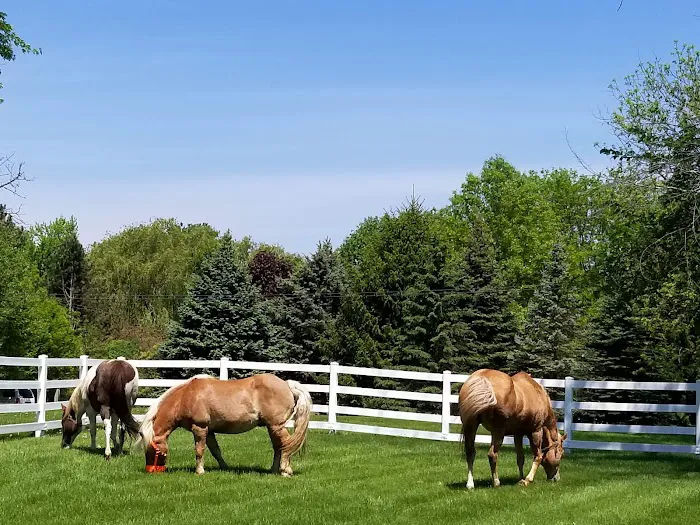Salem Veterinary Services 5