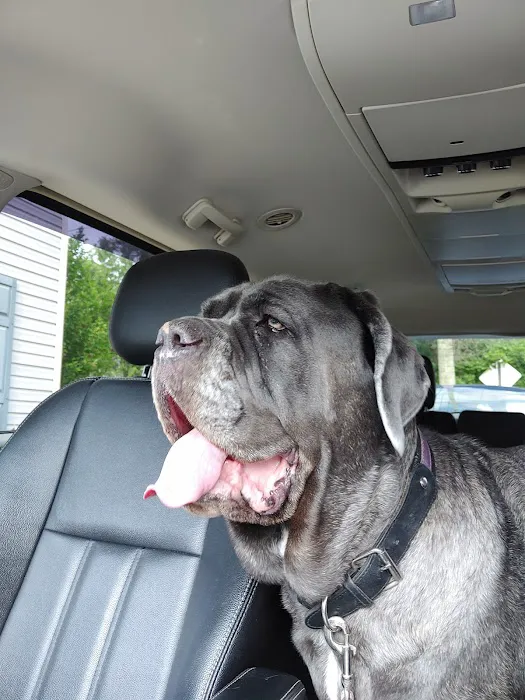 Salem Veterinary Services 4