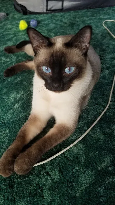 Country Cat Clinic 5