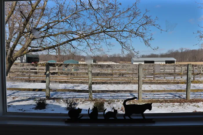 Country Cat Clinic 3