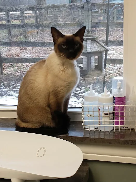 Country Cat Clinic 7