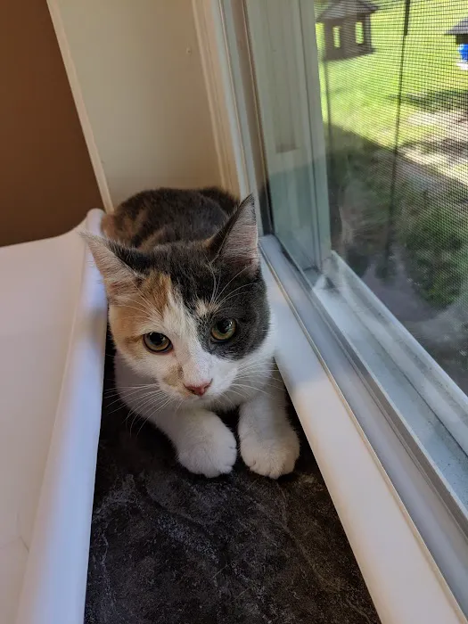 Country Cat Clinic 6