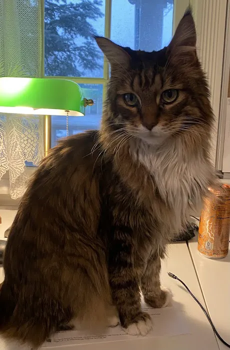 Exotic Purr 5