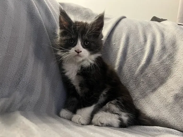 Exotic Purr 1