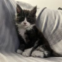 Exotic Purr ico