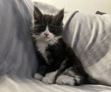 Exotic Purr