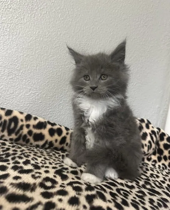 Exotic Purr 6
