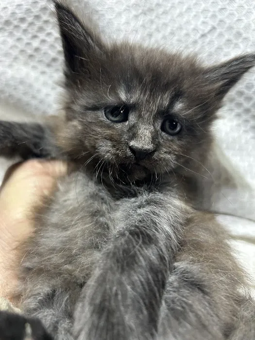 Exotic Purr 7