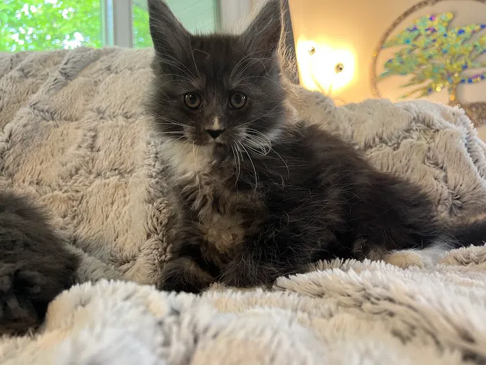 Exotic Purr 3