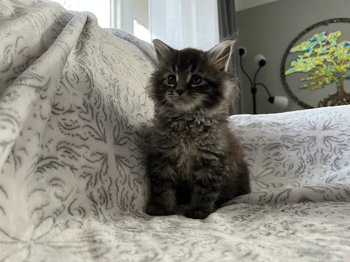 Exotic Purr 8