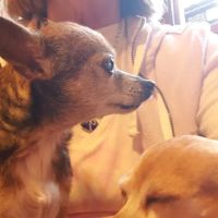 Crawford County Vet Clinic ico