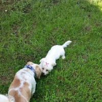 Tri-County Veterinary Services ico