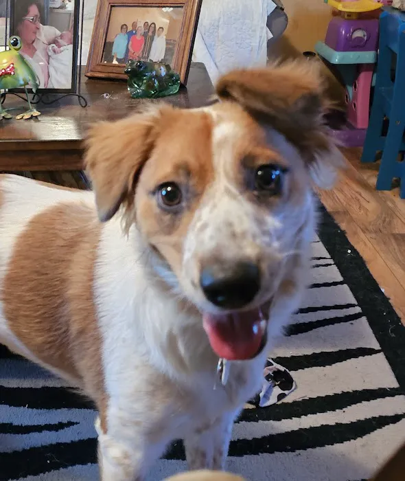 Heartland Veterinary Center 6