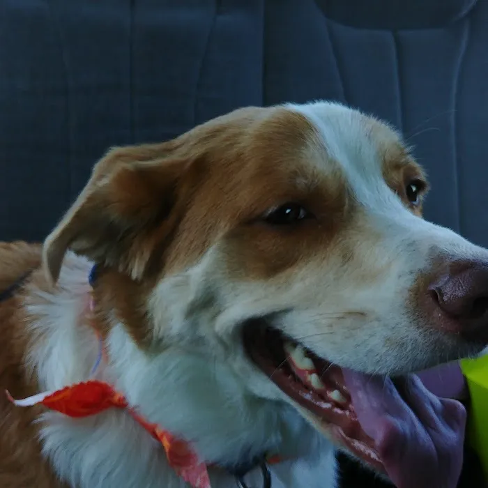 Heartland Veterinary Center 9