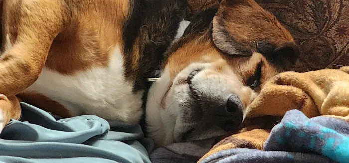 Heartland Veterinary Center 8