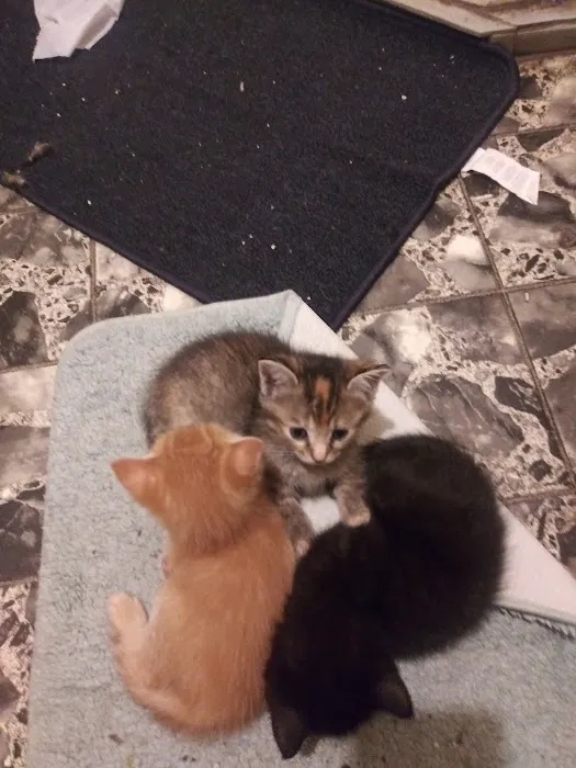 Farmington Animal Hospital 4