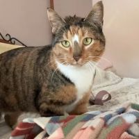 Mascoutah Animal Hospital ico