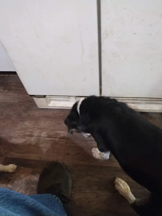 Mascoutah Animal Hospital 9