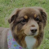 Animal Hospital of O'Fallon ico
