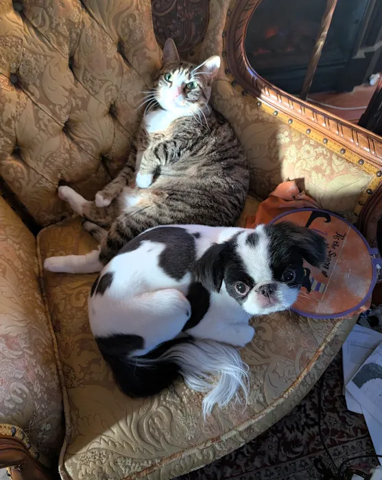 Animal Hospital of O'Fallon 6