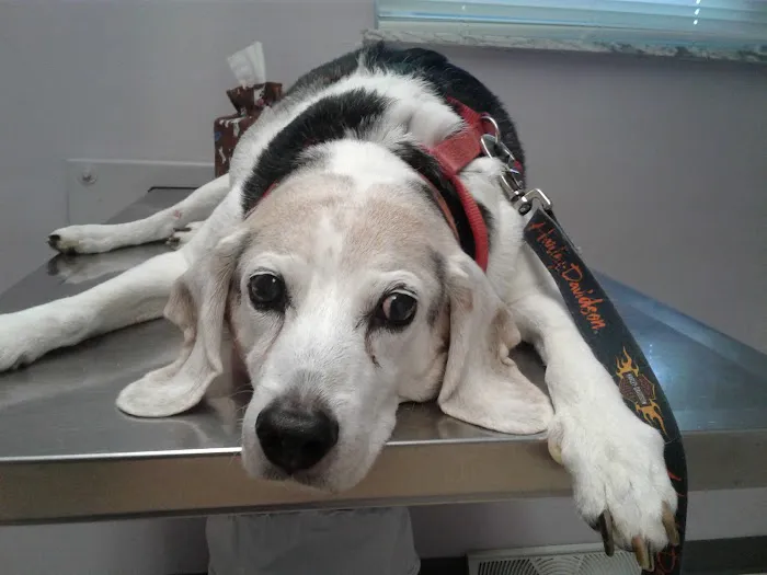 All About Pets Veterinary Hospital 6