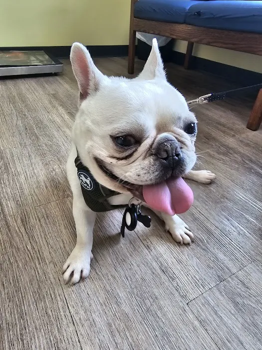 All About Pets Veterinary Hospital 8