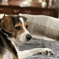 All About Pets Veterinary Hospital ico