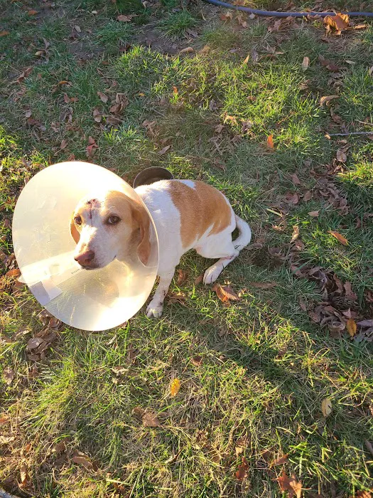 All About Pets Veterinary Hospital 4