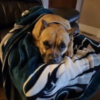 Davis Pet Hospital ico