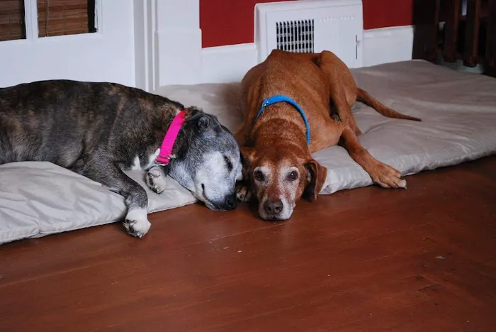 Davis Pet Hospital 2