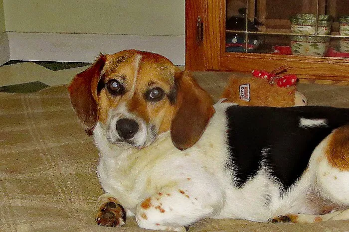 Davis Pet Hospital 9
