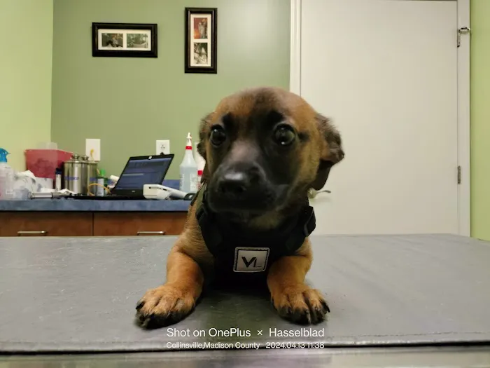 Davis Pet Hospital 6