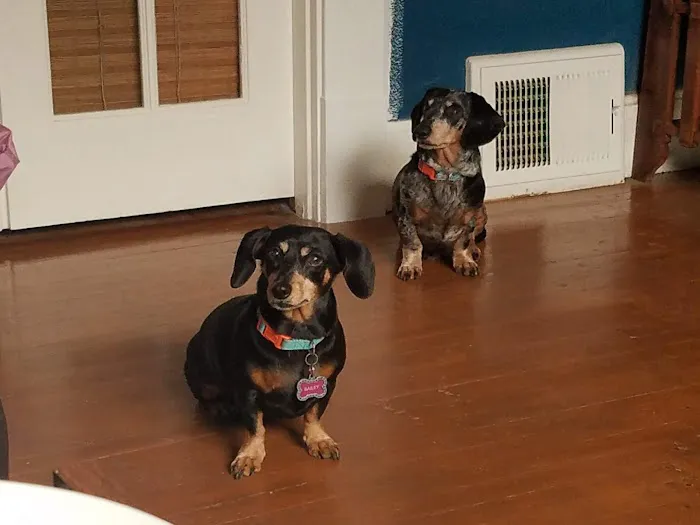 Davis Pet Hospital 8