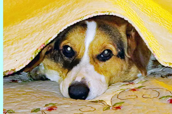 Davis Pet Hospital 3