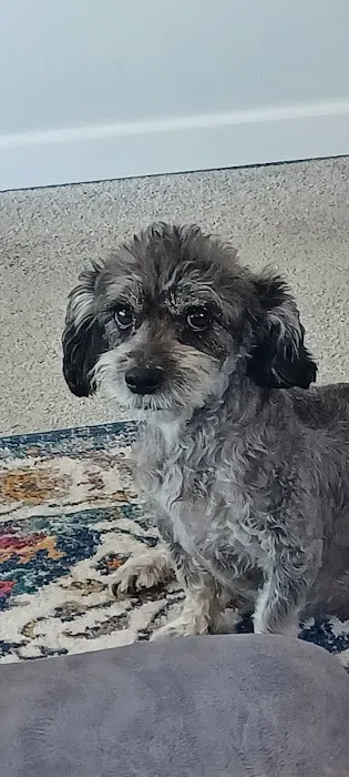 St Francis Animal Hospital 2