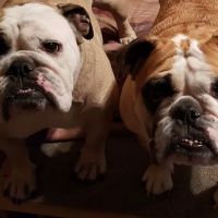 St Francis Animal Hospital ico