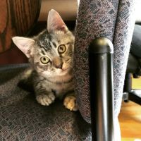 Selinsgrove Veterinary Hospital ico