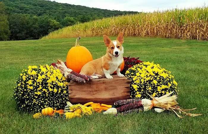 Selinsgrove Veterinary Hospital 4