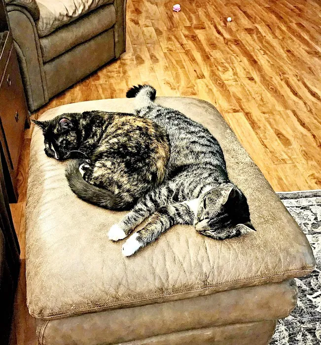 Line Mountain Animal Hospital 9