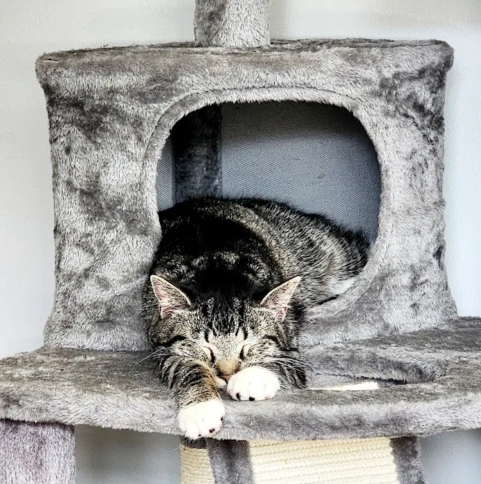 Line Mountain Animal Hospital 1