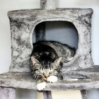 Line Mountain Animal Hospital ico