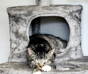 Line Mountain Animal Hospital