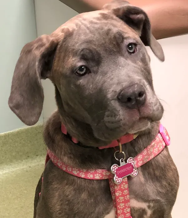 Companion Animal Hospital 7