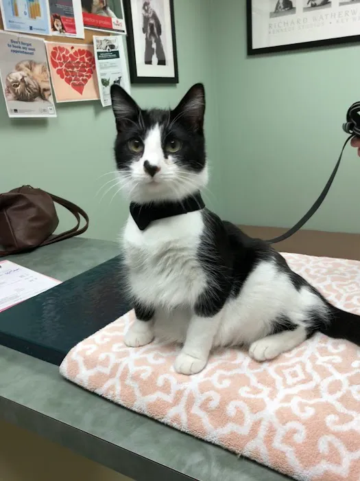 Companion Animal Hospital 2